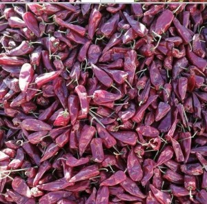 洮南市夢(mèng)飛翔蔬菜種植合作社